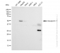 KD-Validated Anti-Aquaporin 1 Rabbit Monoclonal Antibody